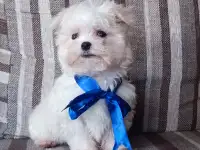 Мальтийской болонки щенки, фотография 3