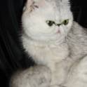 Котик экзот экстримал короткошерстный, фотография 5