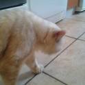 Котик экзот экстримал короткошерстный, фотография 6