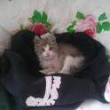 Отдам котенка в хорошие руки