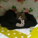 Отдам котенка в хорошие руки, фотография 2