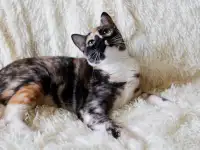Замечательная котя Тинки в поисках своего дома!, фотография 3