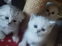 продажа котят, фотография 5