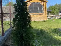 Продаётся дача на берегу реки Нарочанка, д. Кордон Вилейского района, фотография 10