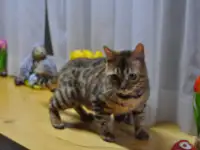 Бенгальская кошечка
