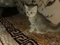 Продам шотландских котят.Скотиш фонд (серебристая шиншилла ).Побробное описание в лс., фотография 2