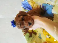 Той пудель щенки, фотография 4