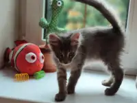 Котята в дар, фотография 8