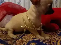 Чихуахуа мини девочка щеночек