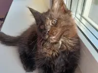 Продажа котят мейн-кунов, фотография 3