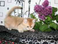 котята британские, фотография 7