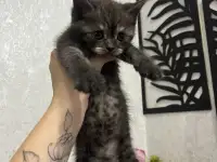 Шотландские котята, фотография 4