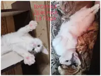 ПОЖАЛУЙСТА, НЕ ПРОХОДИТЕ МИМО!!!, фотография 6