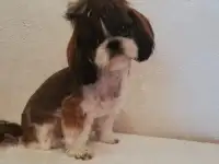 Щенки щит цу, фотография 4