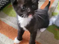 Продам 3 котят