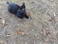 Самый лучший котенок, фотография 4
