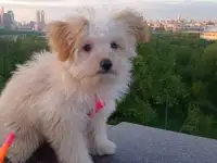 Щенок пудель шпиц