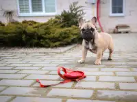 Французский бульдог супер девочка, фотография 6