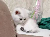 Британские котята окраса серебристая шиншилла, фотография 4
