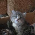 Котята сибирские.1 месяц, фотография 3