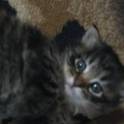 Котята сибирские.1 месяц, фотография 5