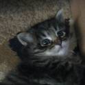 Котята сибирские.1 месяц, фотография 6