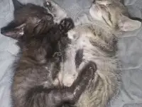 Отдам в добрые руки котят, фотография 2