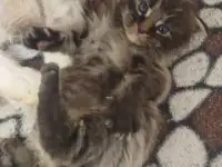 Котята мейн кун, фотография 6