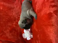 Щенки СРОЧНО, фотография 4