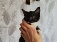 Котята в добрые руки, котенок в дар, породистые, турецкая ангора, фотография 4