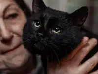 Шикарный котик в добрые руки, фотография 8