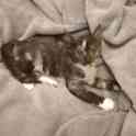 Очаровательный котенок 3 мес. девочка, фотография 2