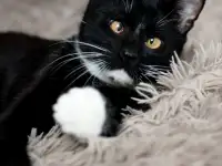 Котик в дар, фотография 5