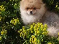 Померанский шпиц мальчик