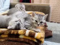 Шотландский котята, фотография 3