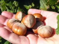 Продам саженцы фундука, недорого