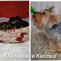 Продаются щенки девочки и мальчики йоркширского терьера, фотография 2
