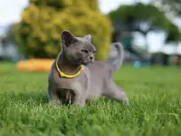 Котенок Европейской Бурмы голубого окраса, фотография 6