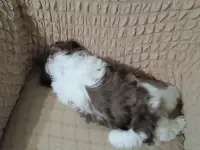 Щенок щит цу, фотография 2