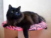 Теодор-кот, кастрирован.
