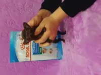 Мини чихуахуа, фотография 4