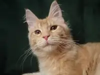Мейн Кун, фотография 3