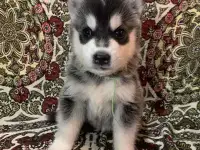 Продам Хаски, фотография 4
