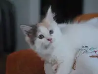 котенок мейн-кун, фотография 2