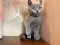 Британские котята