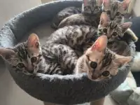 Бенгальские котята
