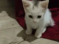 Красивые котята в дар, фотография 6