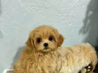 Мальтипу ф1 элитные мини и микро Корея только у нас, фотография 6