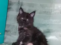 Мейн-кун, фотография 4