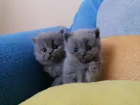 Котята, фотография 5